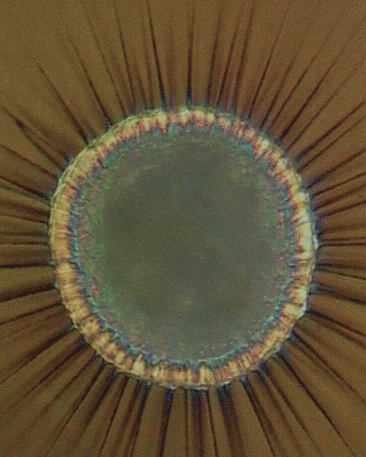 The Microbial Garden Within