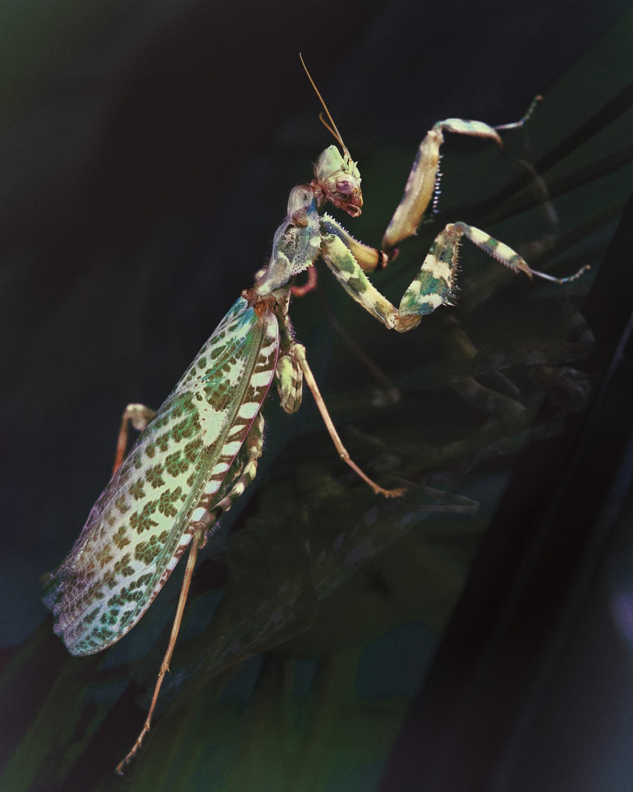 Surrounded by Genius: Lessons From Nature on Great Design