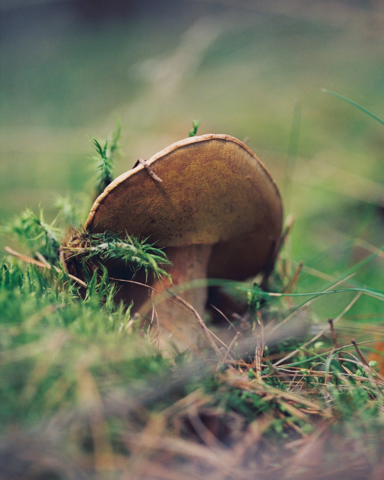 A brown mushroom grows in the grass.