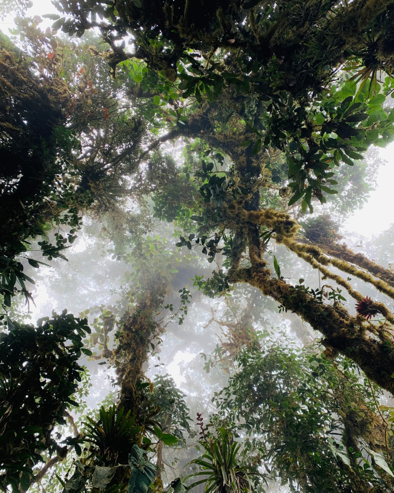 A view from below of the misty Los Cedros forest.