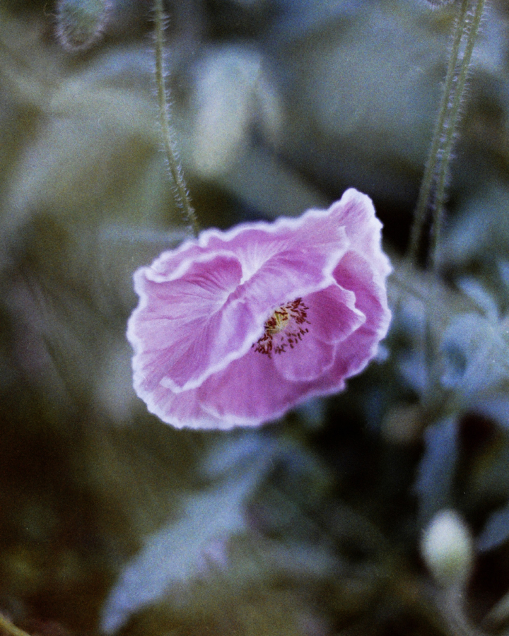 A Photo Essay on the Beauty of What Doesn’t Last