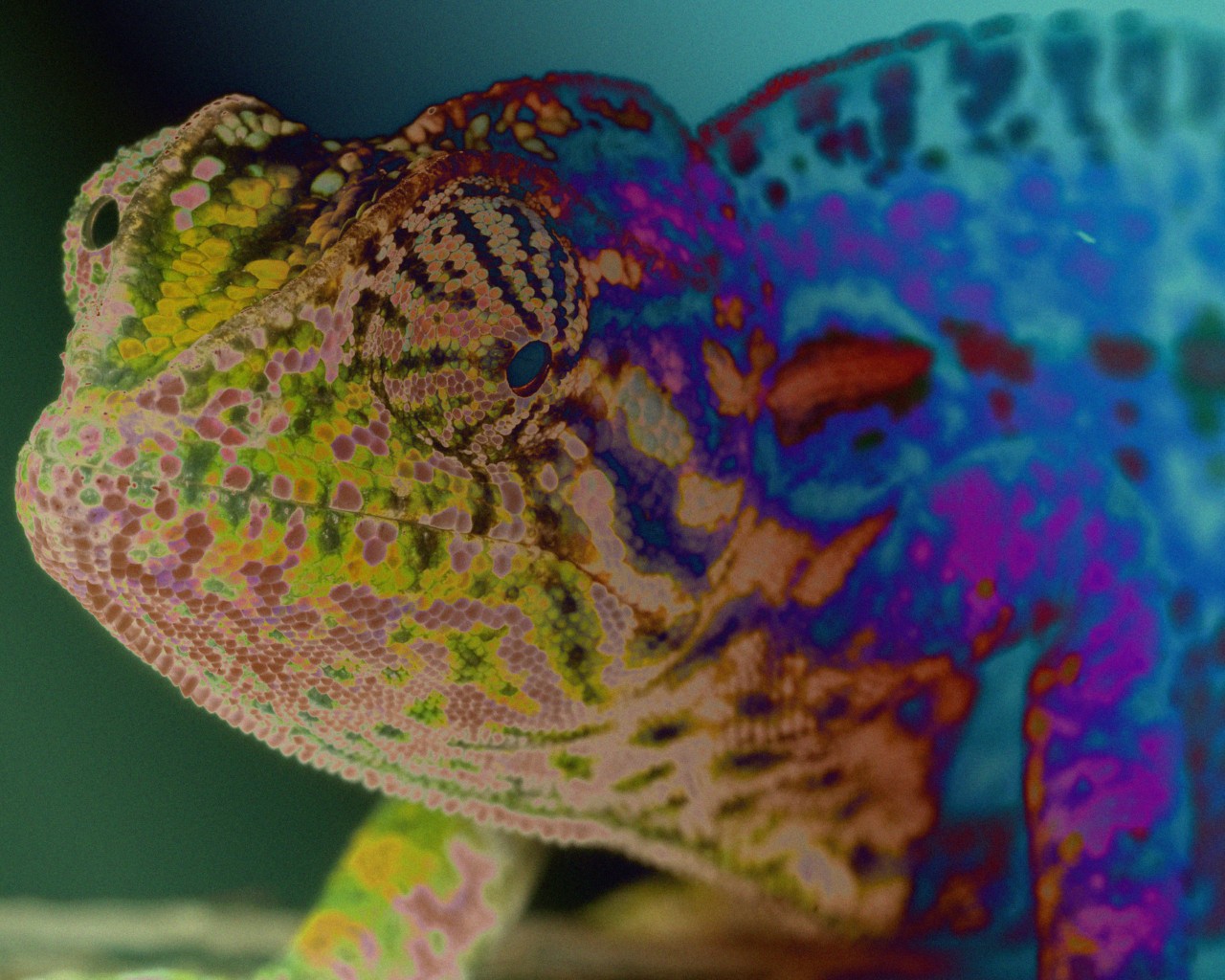 A multi-colored frog.
