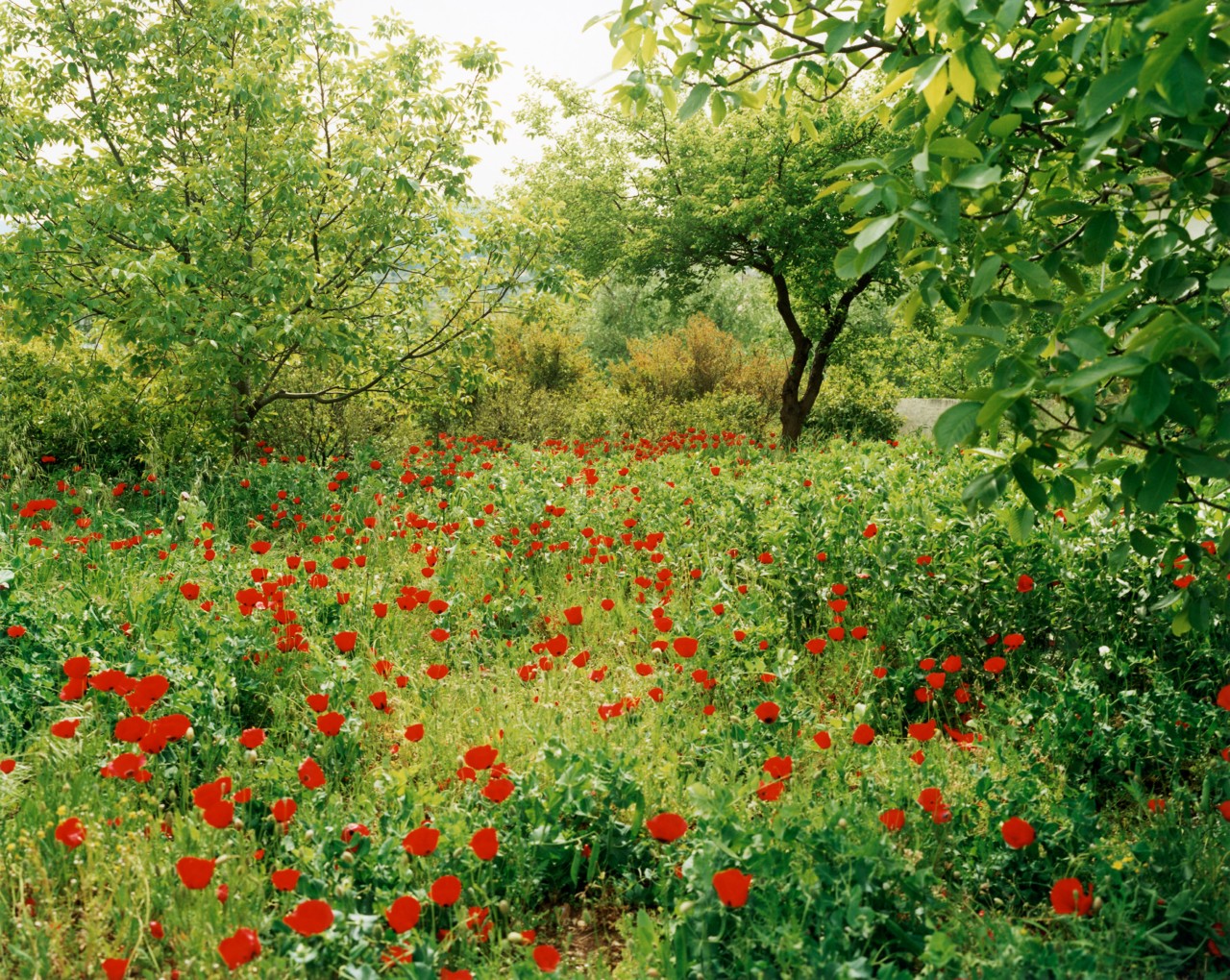 A field of red flowers.