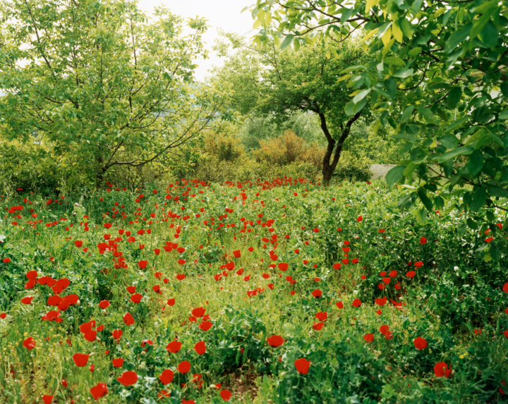 A field of red flowers.