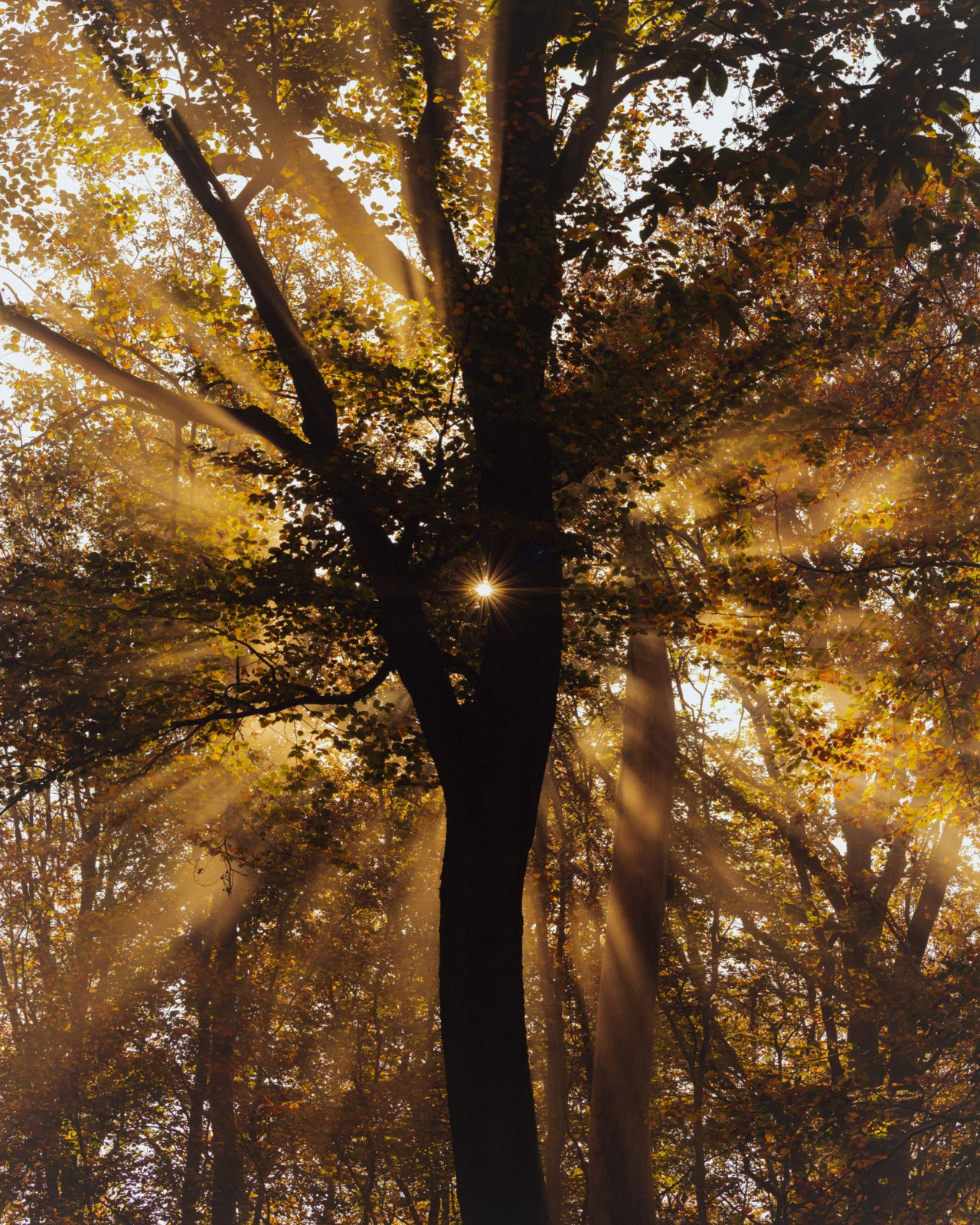 Rays of sunlight shine through the canopy leaves of a large tree.