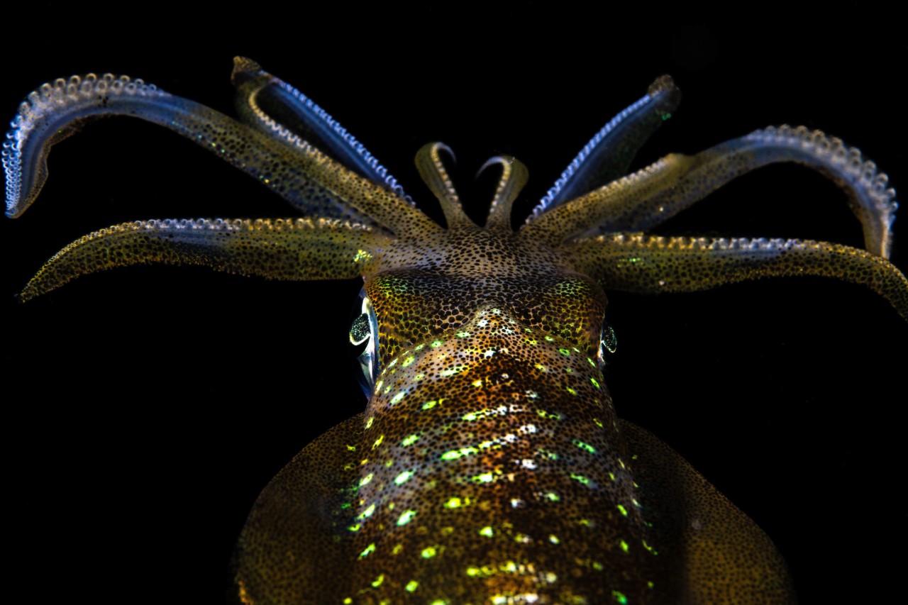 The bodies of bigfin reef squids flicker with shifting iridescencelanguage made of light. With complex eyes, a sharp beak, and neural pathways that rival those of mammals, they challenge the very boundaries of what we consider sentient.