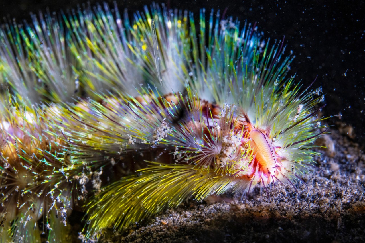 Fire worm spotted during a night dive in Lembeh, Indonesia. Its iridescent bristles can break off and deliver a painful sting if disturbed.