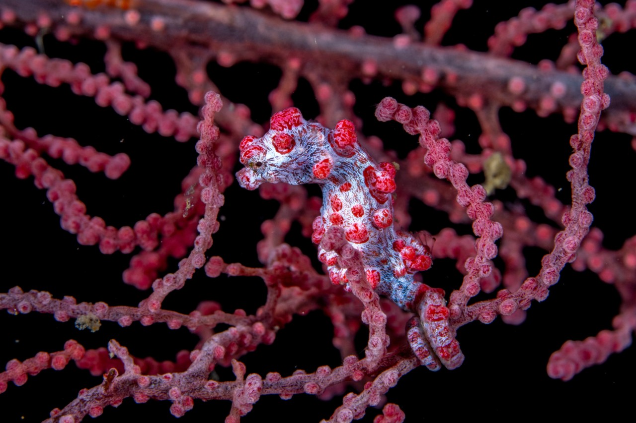 Bargibant's seahorse in Indonesia. They reach only 2cm in length and live exclusively on seafans, perfectly camouflaged.