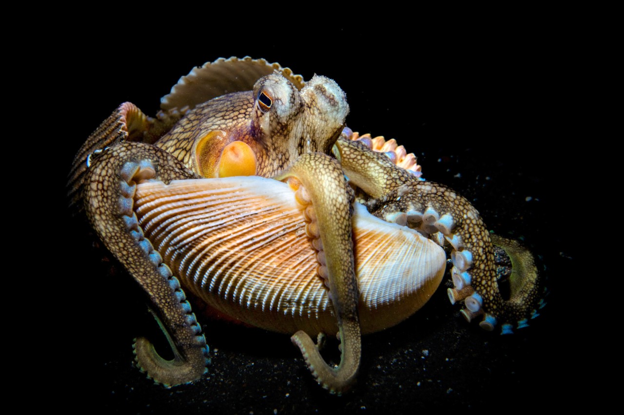 Octopus spotted on a night dive in Raja Ampat, Indonesia. Octopuses are highly intelligent and are known to use tools, like this clam shell, to help them hide.