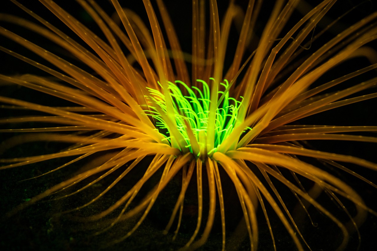 Seen on a night dive in Lembeh, Indonesia. This sea anemone glows due to fluorescent proteins in its tissues that help protect it from stress. (Photo by Paul Nicklen)