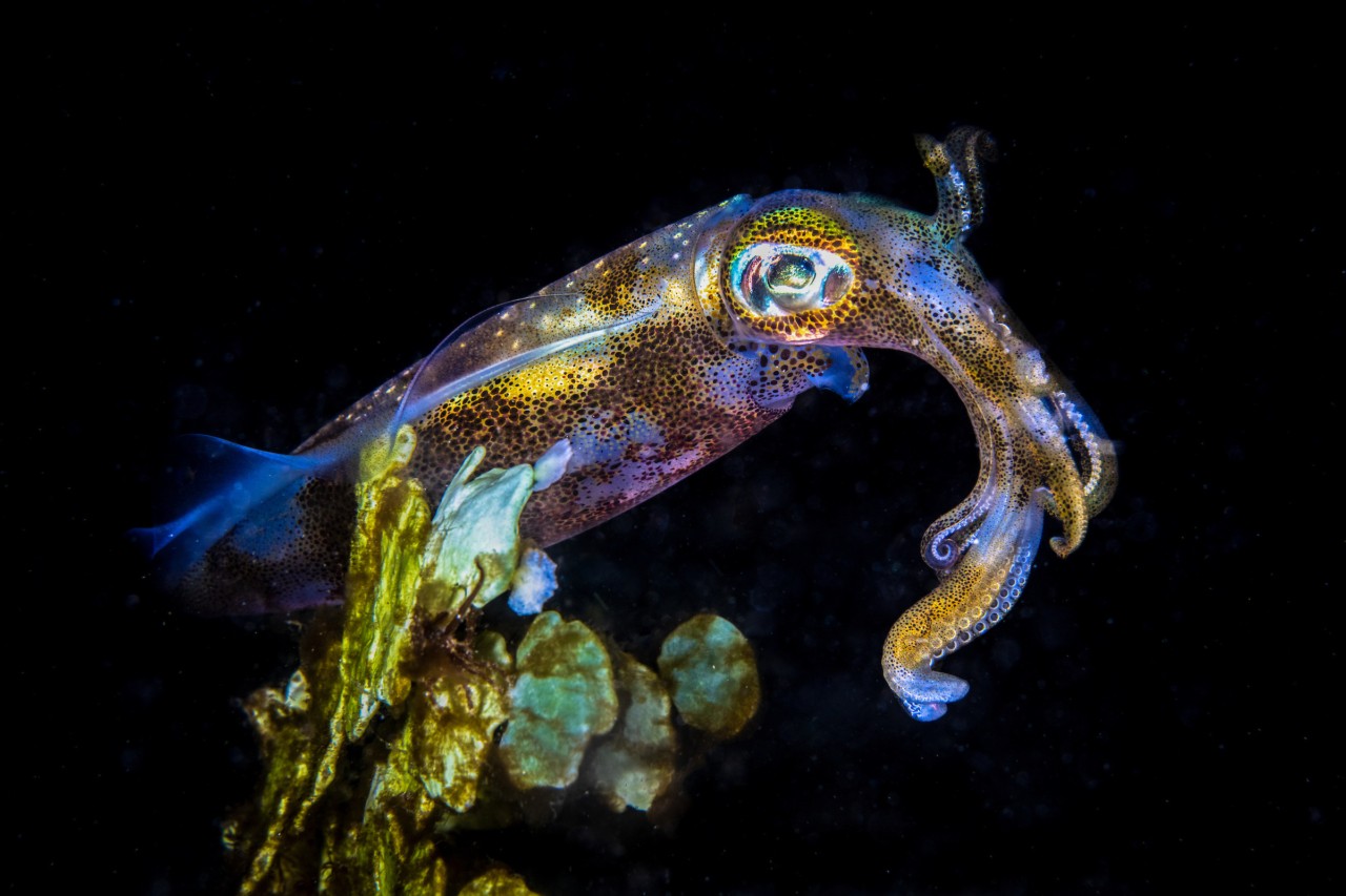 Bigfin reef squid