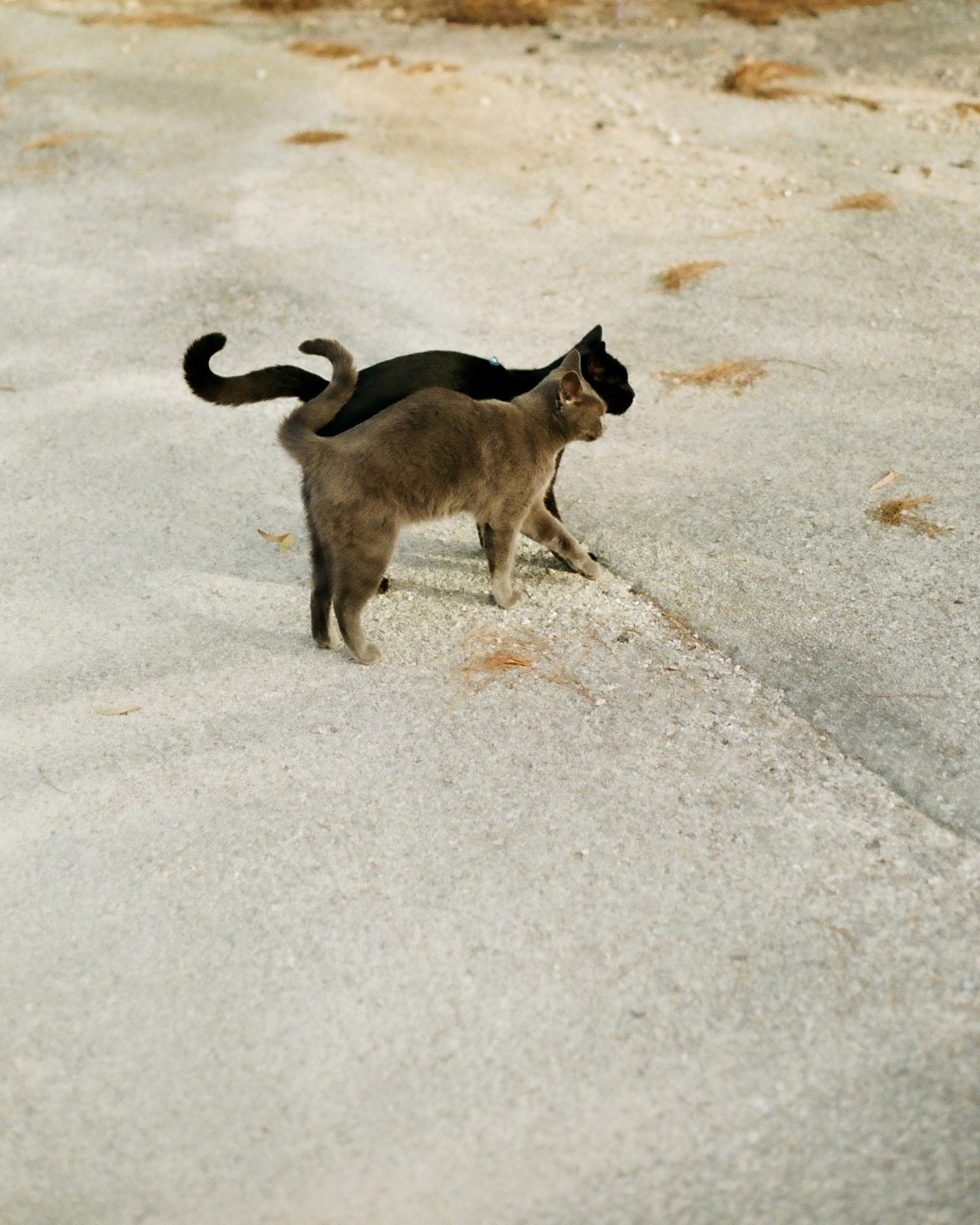 A black cat and a gray cat walk side by side along the pavement.