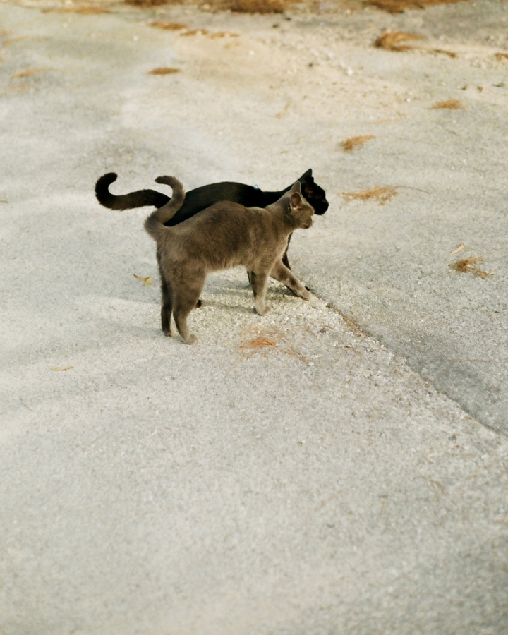 A black cat and a gray cat walk side by side along the pavement.