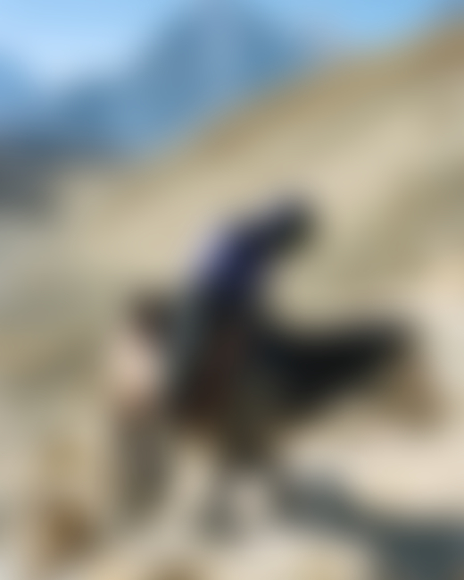 A person dressed in jeans and a blue coat rides on a horse in the hills if the Himalayas.