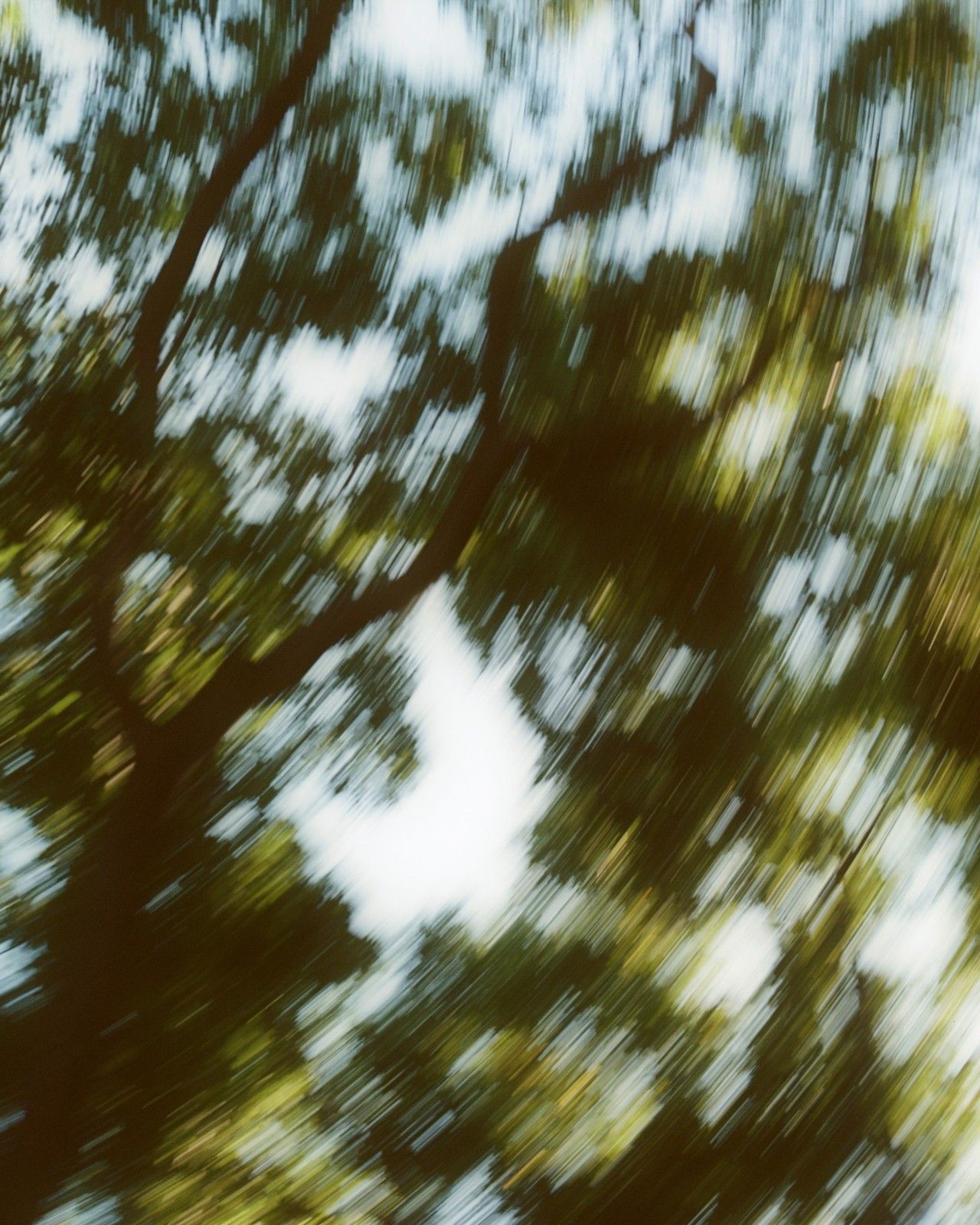 A blurry, lower view of trees in a forest.