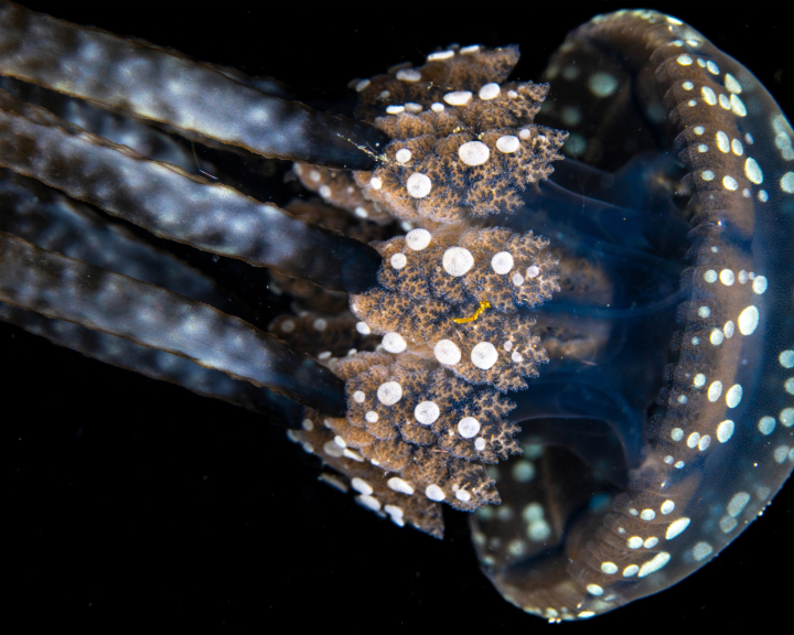 Spotted jellyfish on a night dive in Raja Ampat, Indonesia. They get their colour from a symbiotic relationship with algae in their tissues.