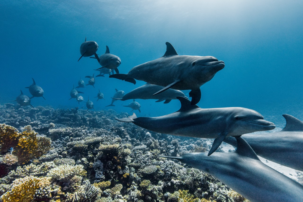 A group of dolphins swim through the deep sea.