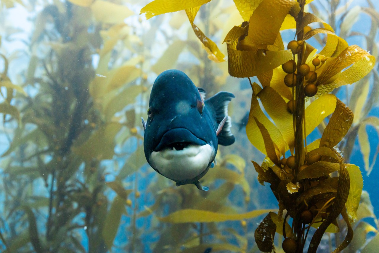 A fish stares ahead while surrounded by kelp.