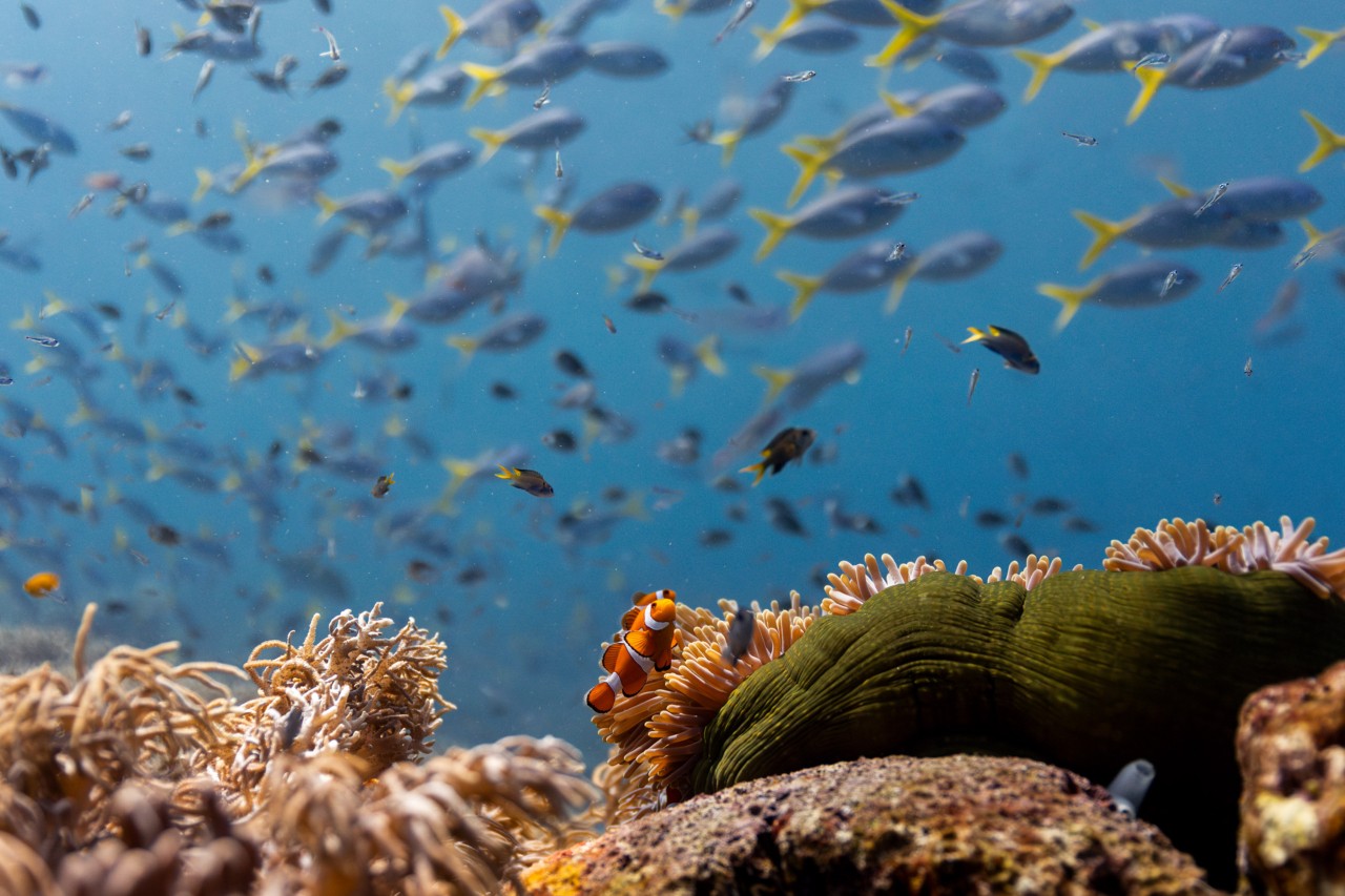A school of fish swims in the deep sea.