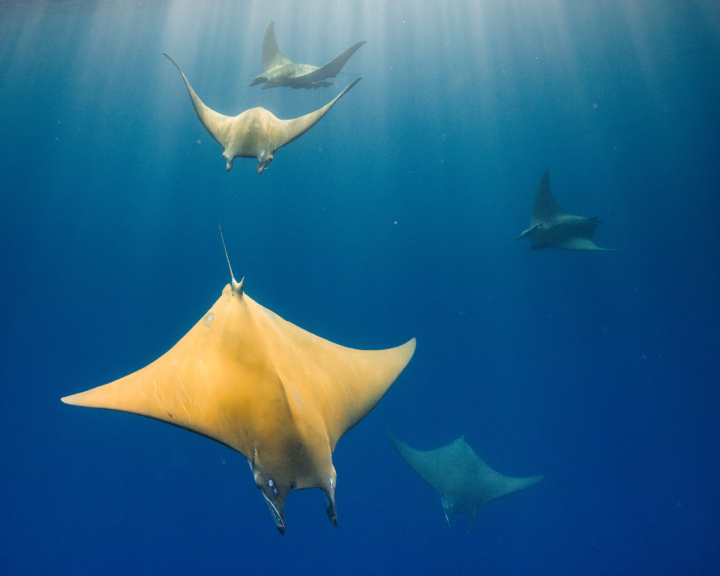 Several sting-rays swim through the deep sea.