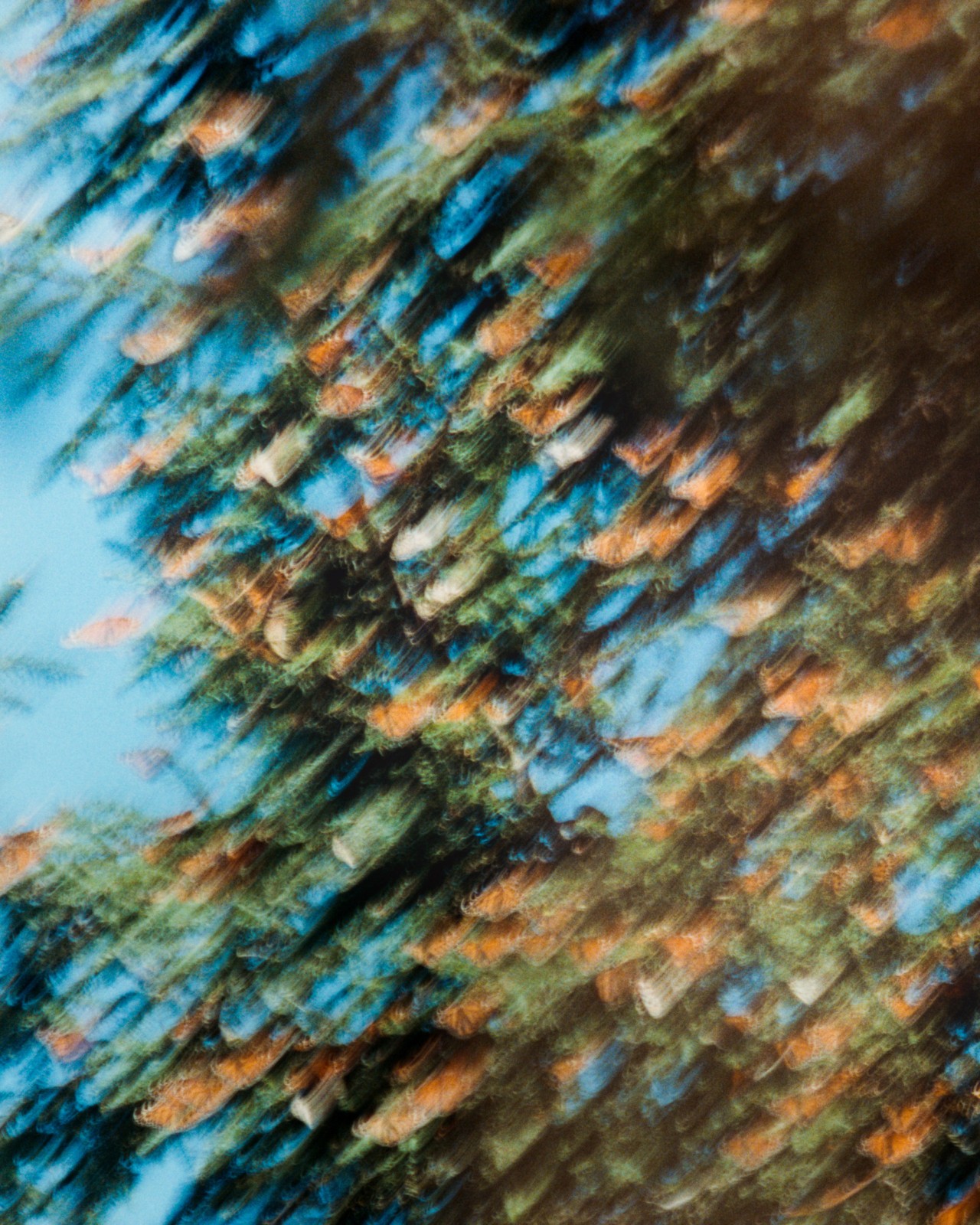 A migration of monarch butterflies in a tree.