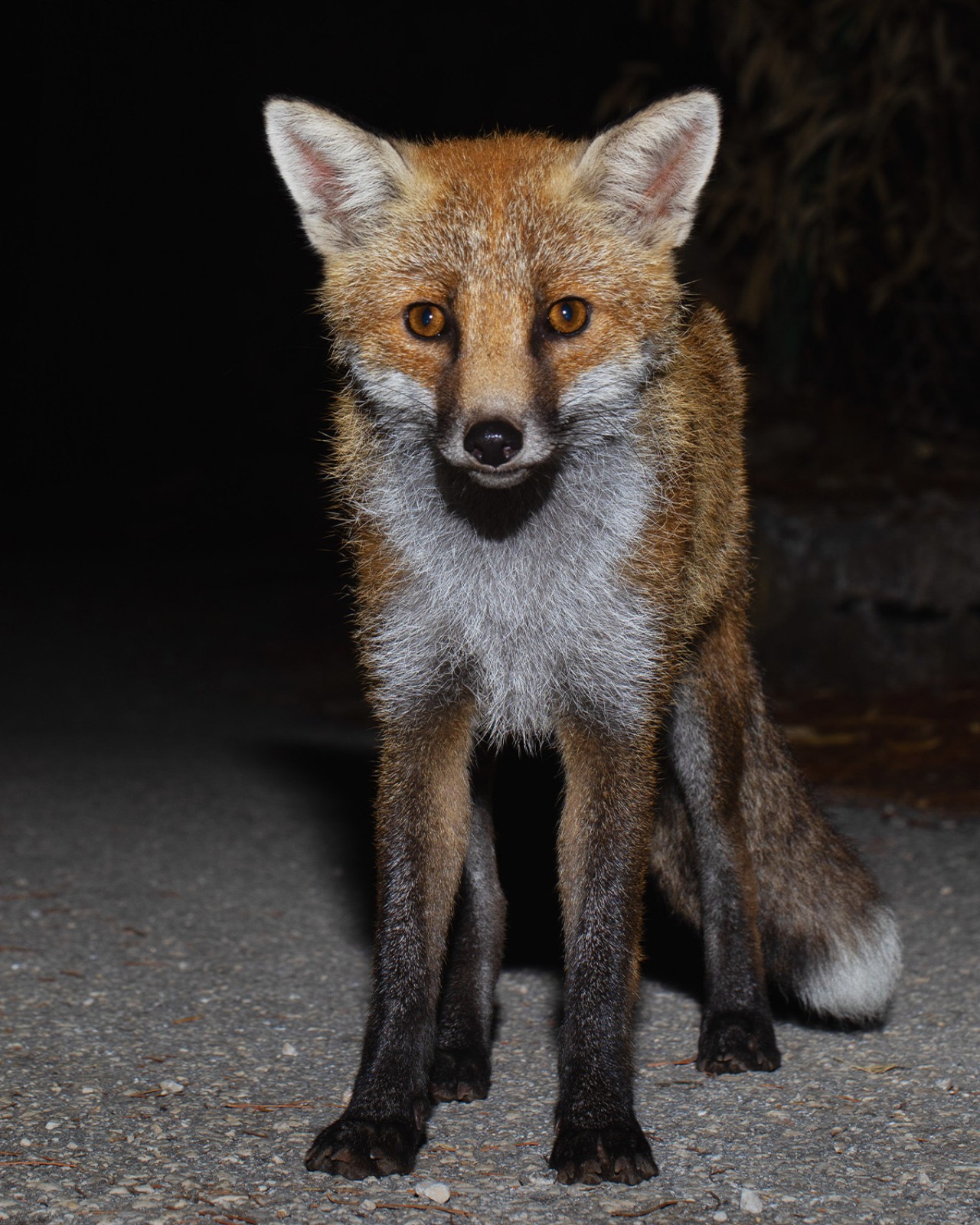 A red fox stares straight ahead in the dark of night.