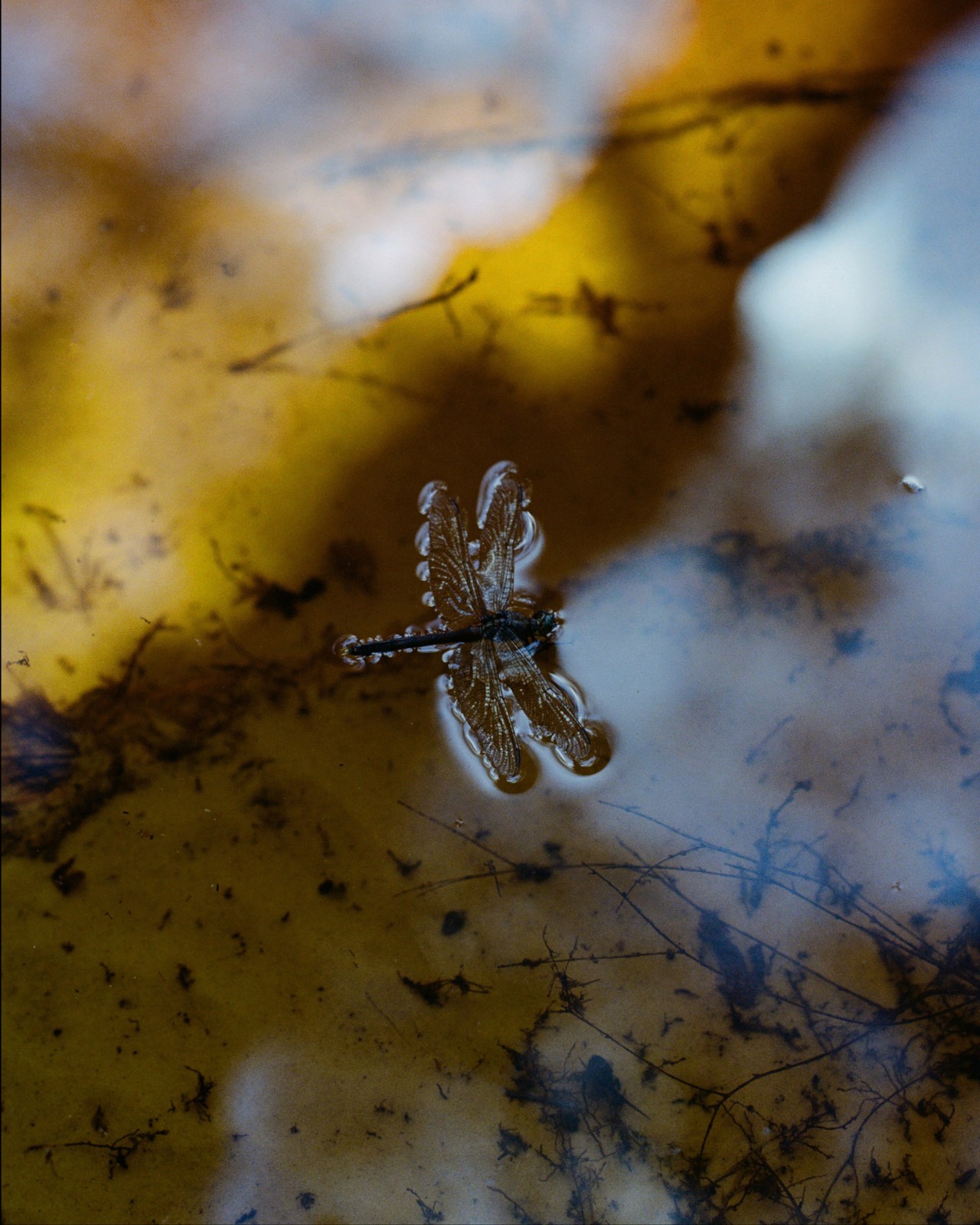 A dragon fly floats at the top of a murky body of water.