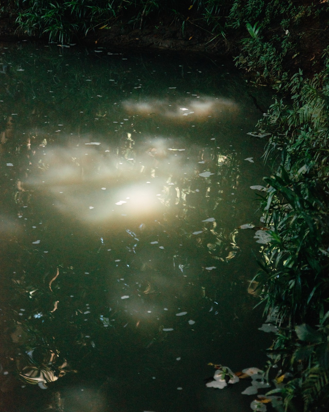 Light shines on murky body of water surrounded by grass.