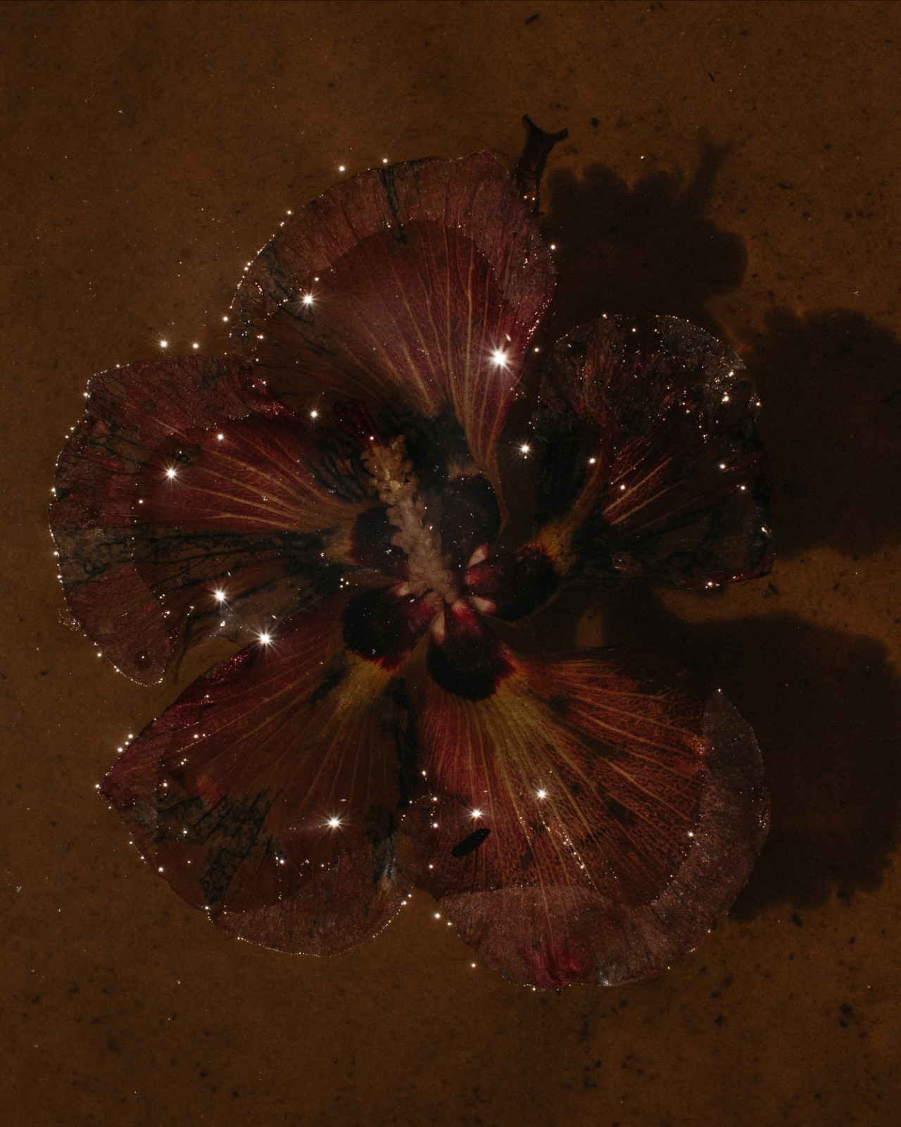 A pink flower sparkles in the shadows.