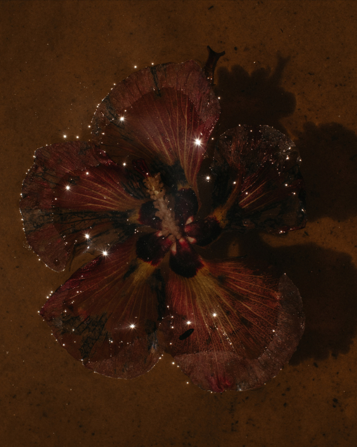 A pink flower sparkles in the shadows.