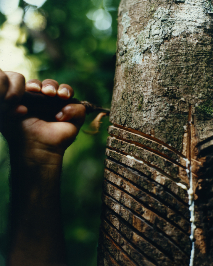 The hand of a rubber tapper cuts into a tree trunk.