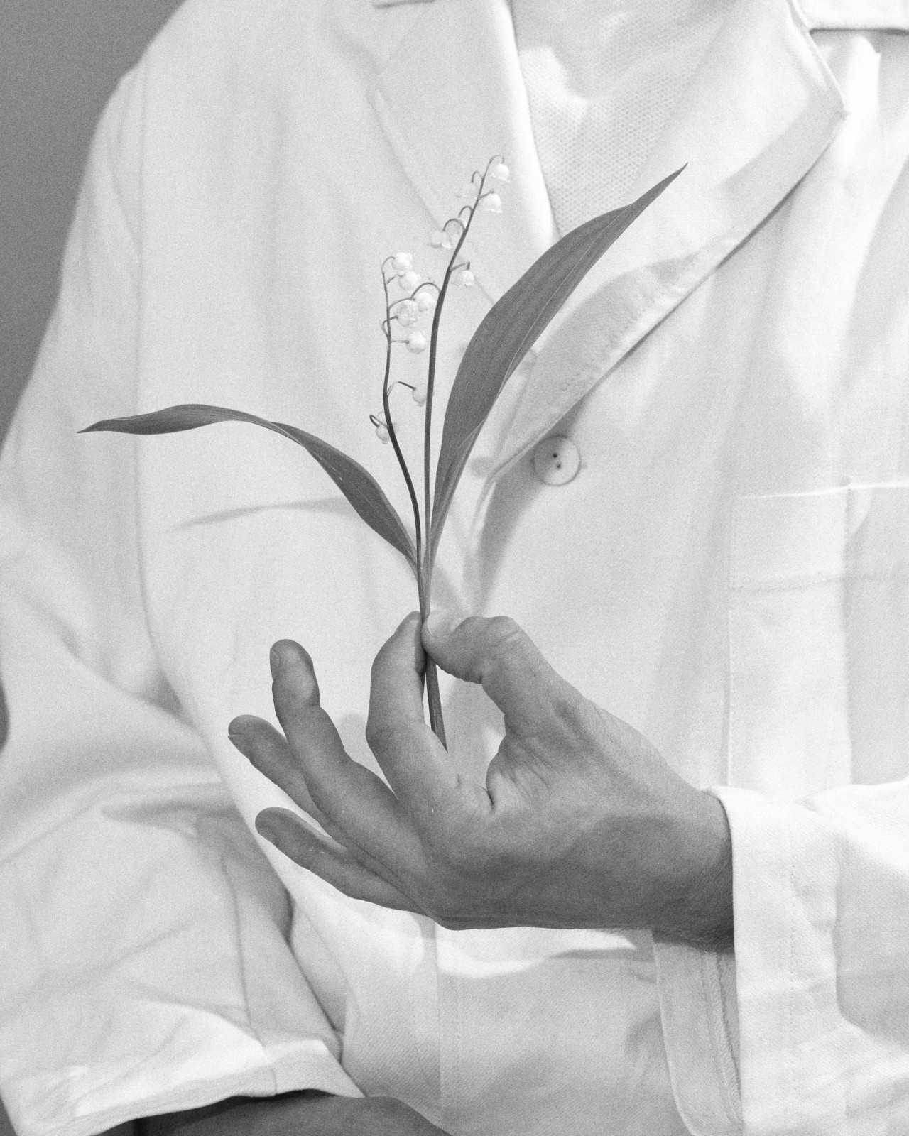 A person wearing a white buttoned shirt holds a small flowering plant between their thumb and index finger.