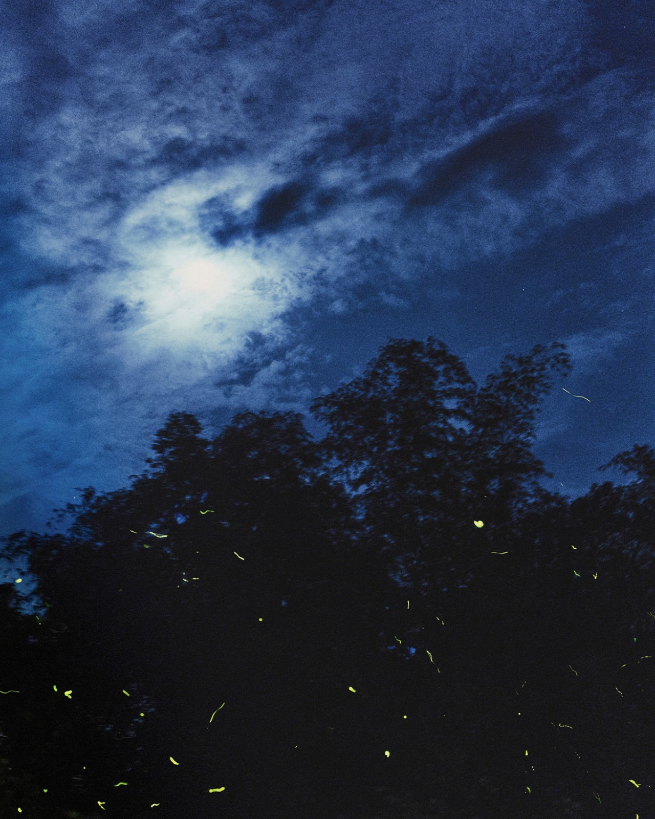 Fireflies twinkle under a moonlit night sky.
