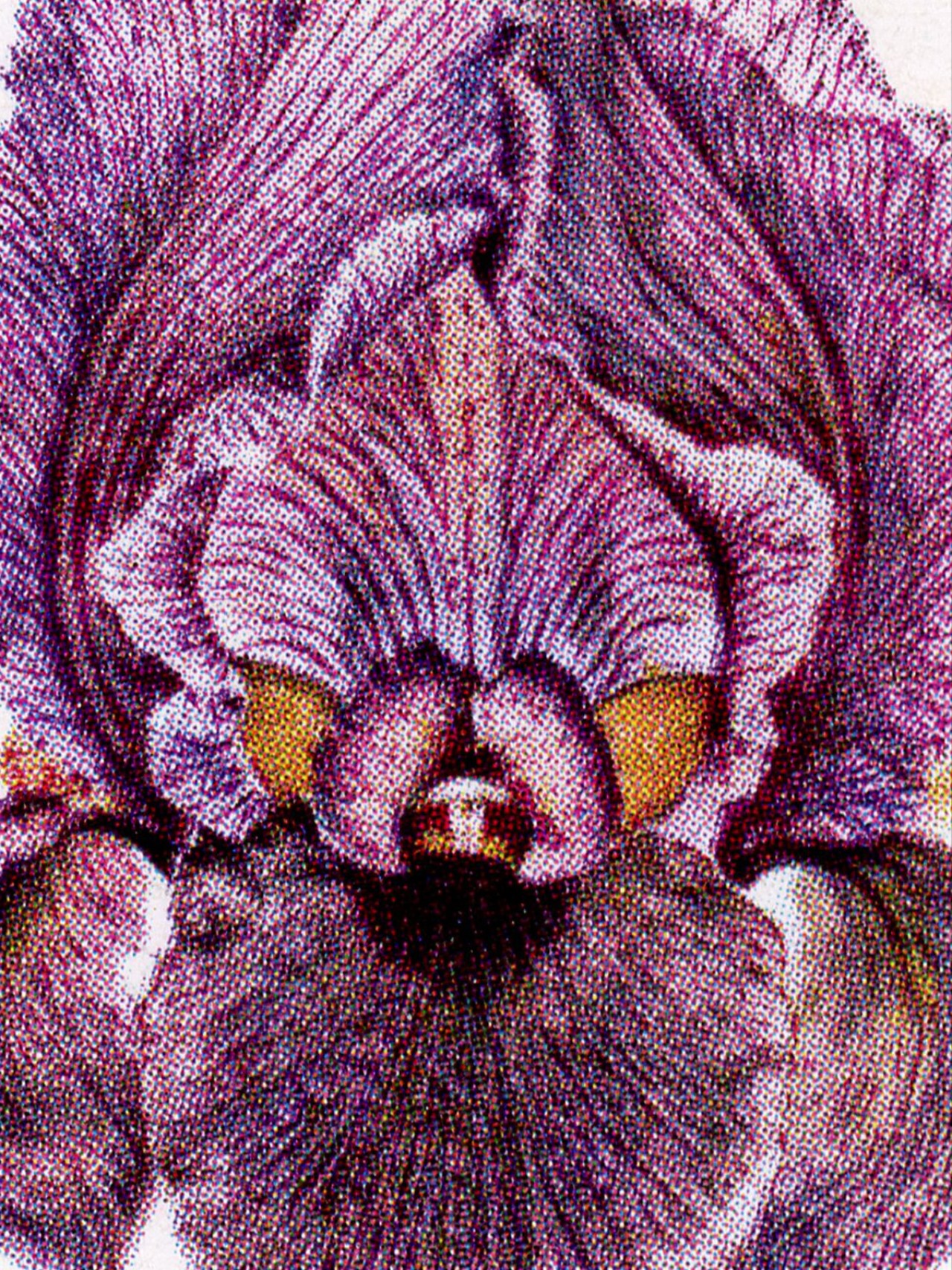close-up of Faqqu'a iris (Iris haynei)