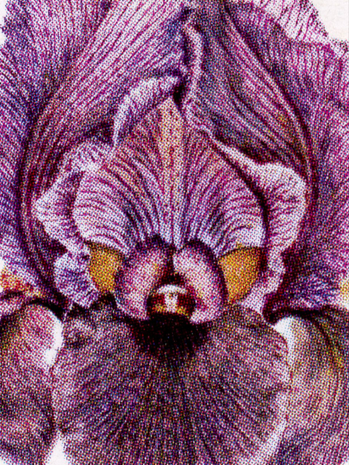 close-up of Faqqu'a iris (Iris haynei)