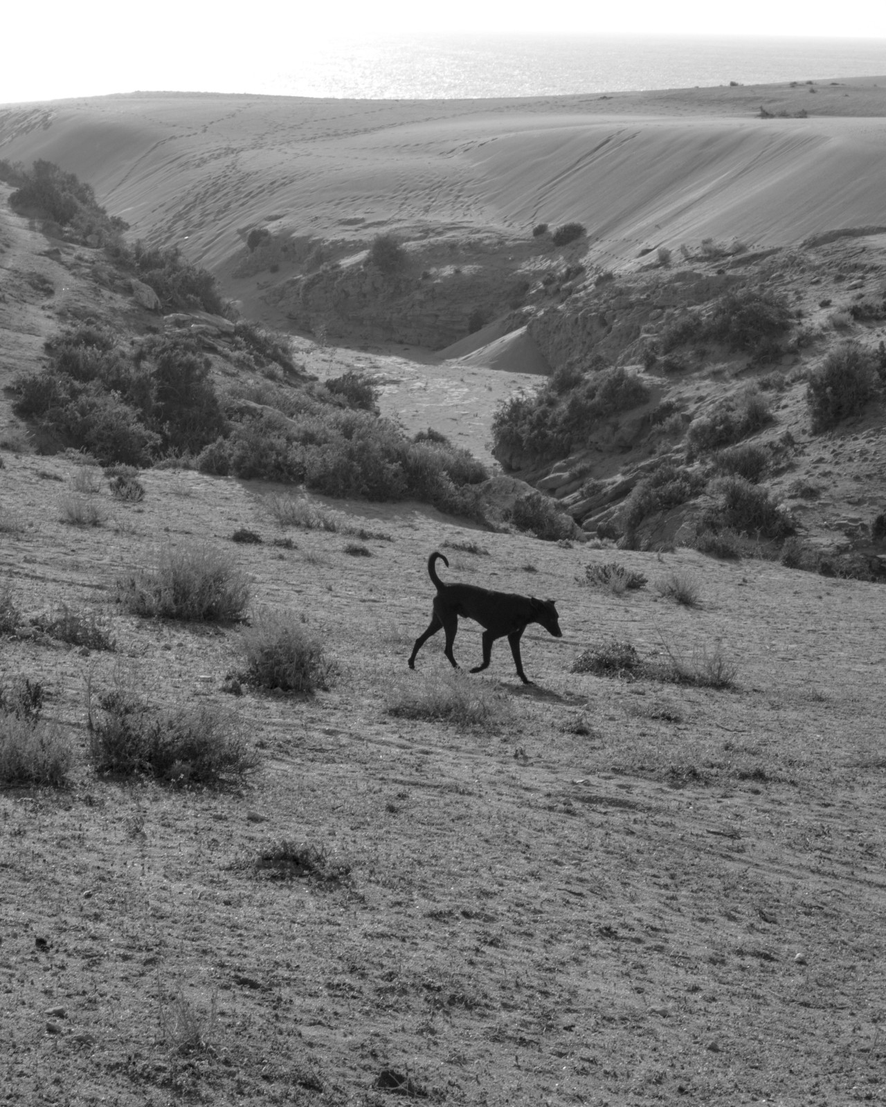 A dog runs through an arid landscape.