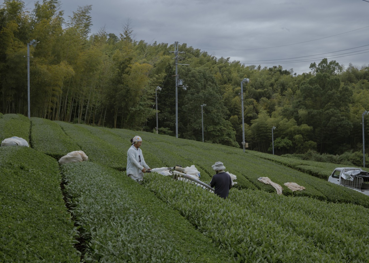 In the Shadow of the Tea Leaves. In the early 1960s, the portable two-person tea harvester (Kahan-gata tekisai-ki) was introduced in Japan. Today, it is a practical alternative to the time-consuming process of hand-picking on many tea farms.
