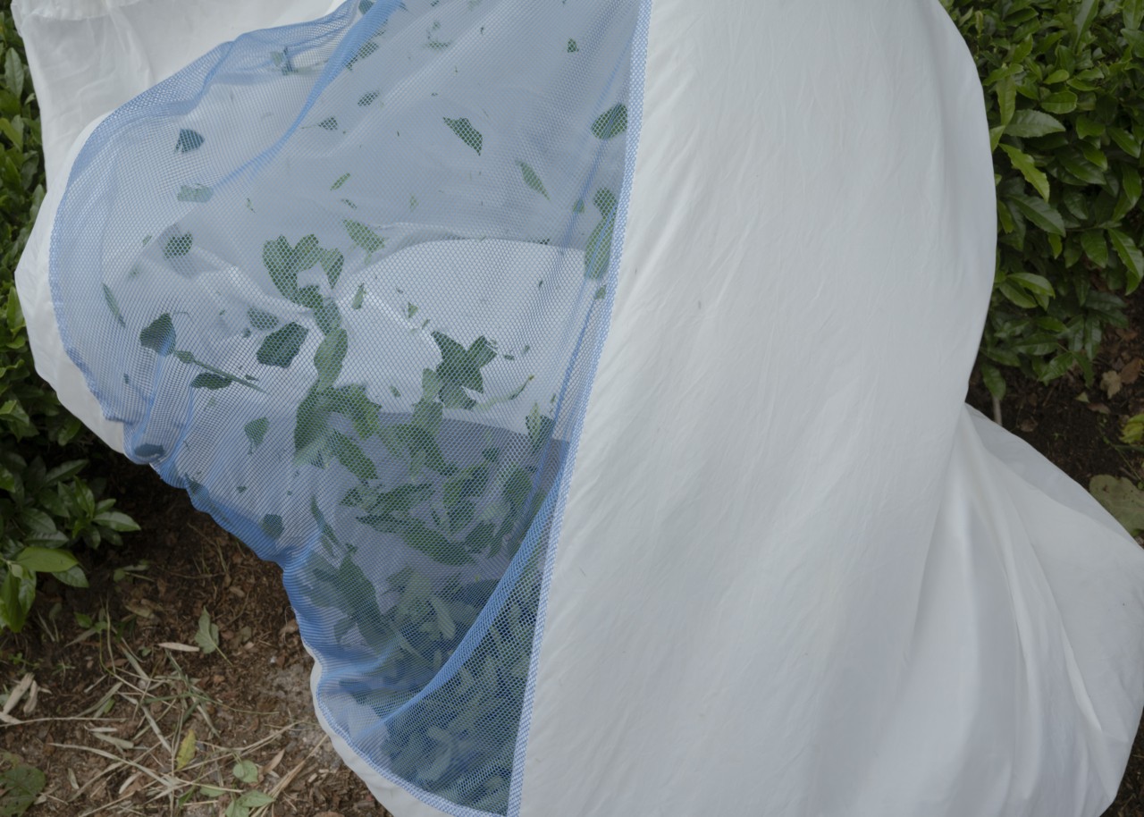 In the Shadow of the Tea Leaves. The portable tea-picking machine is operated by two people: it trims the top leaves of the tea plants and funnels them directly into a bag.