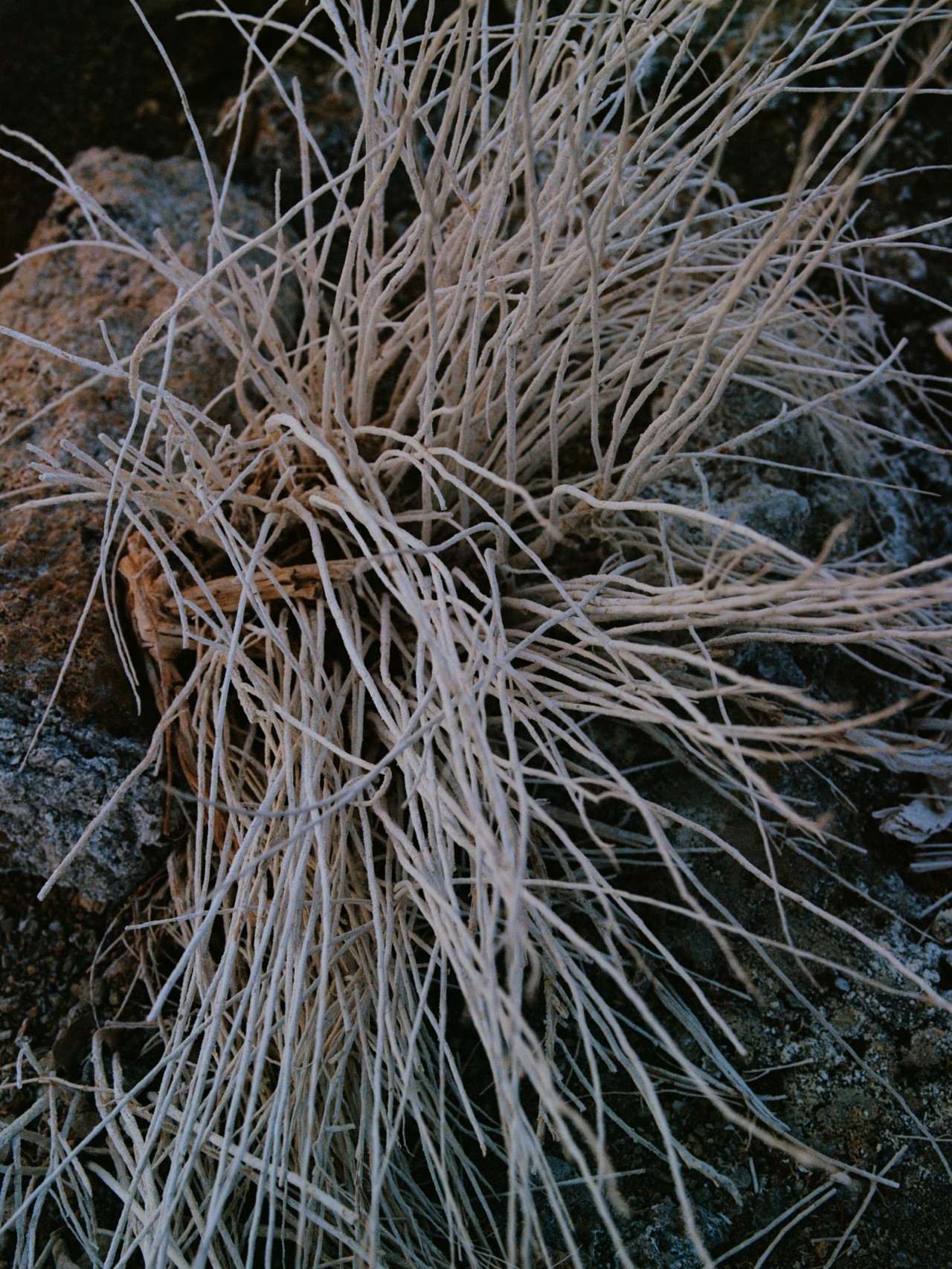 Grass at Mono Lake, California