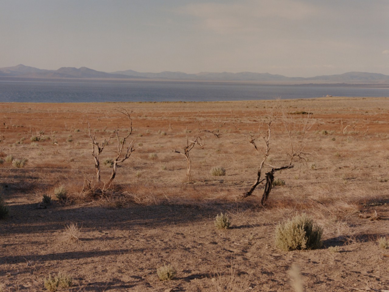 The desert near Mono Lake, California