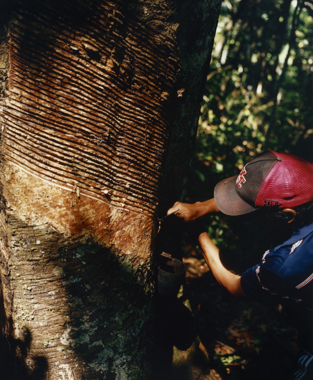 A rubber tapper cuts into a tree trunk in the Amazon.