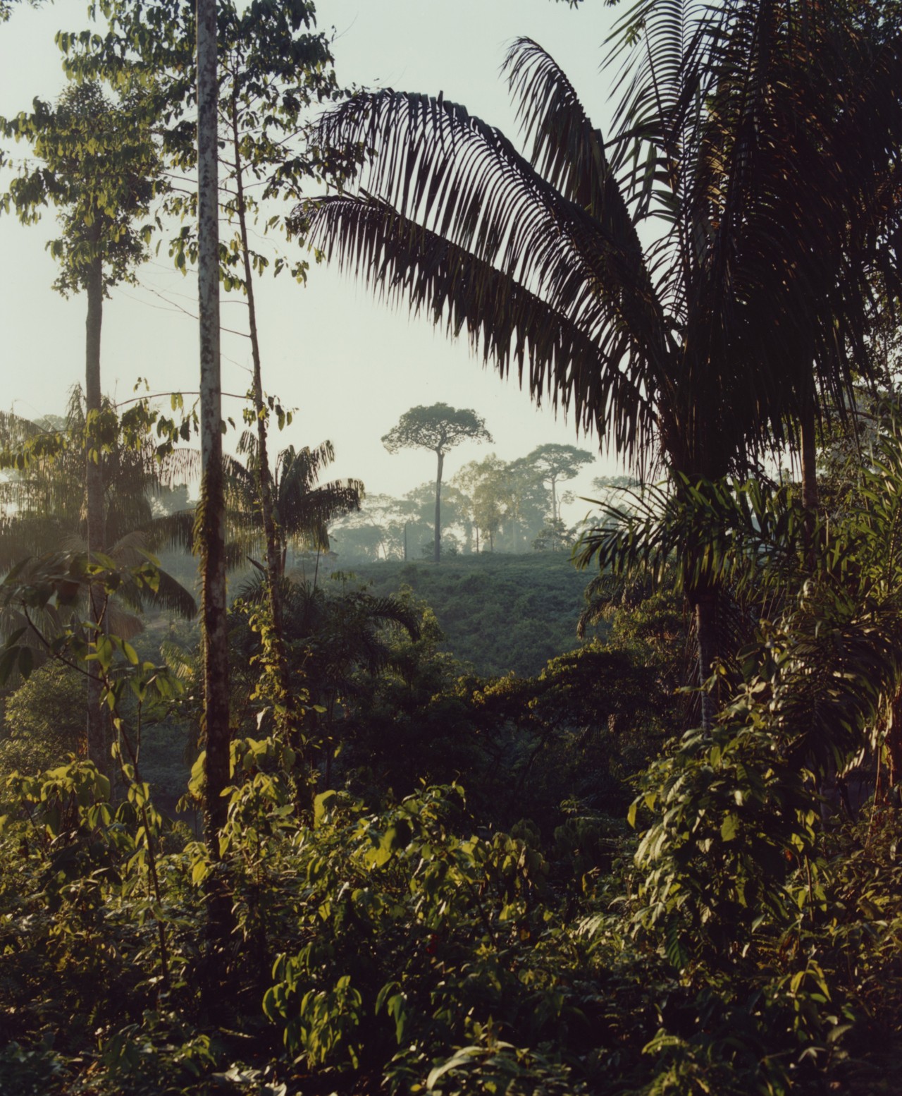 The tall trees and foliage in the Amazon rainforest frame the blue sky and distant trees.