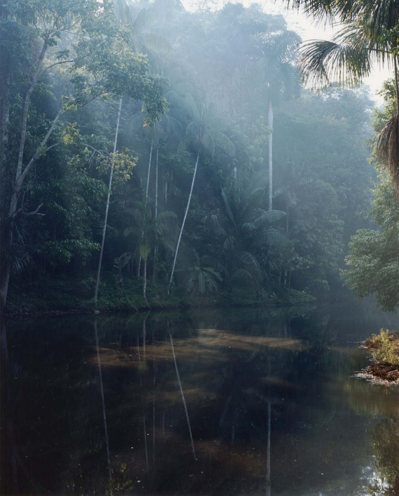 The forest and water in the Amazon.