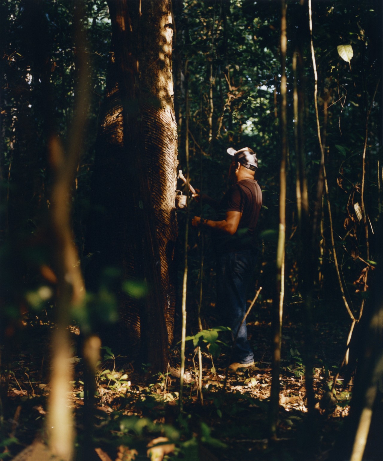 A rubber tapper cuts into a tree trunk in the Amazon.