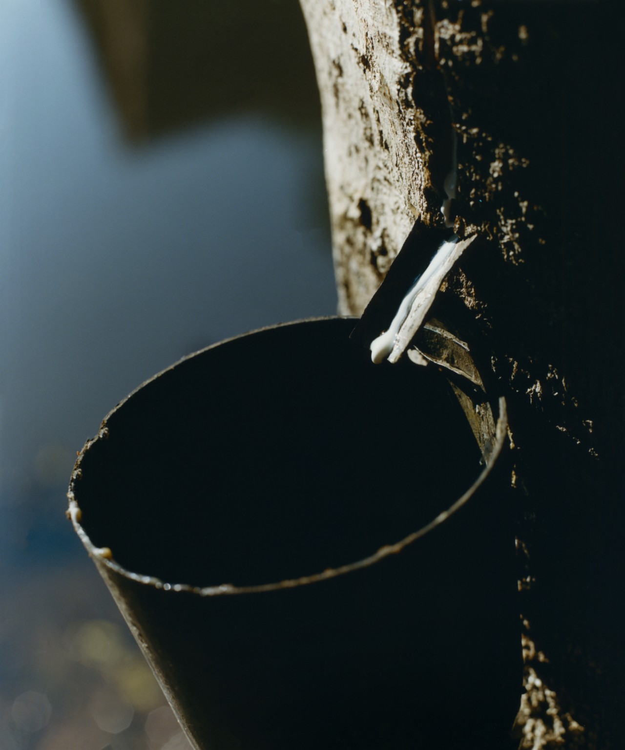Liquid pours from a spiget that's been inserted into a hole in a tree trunk into a small bucket.