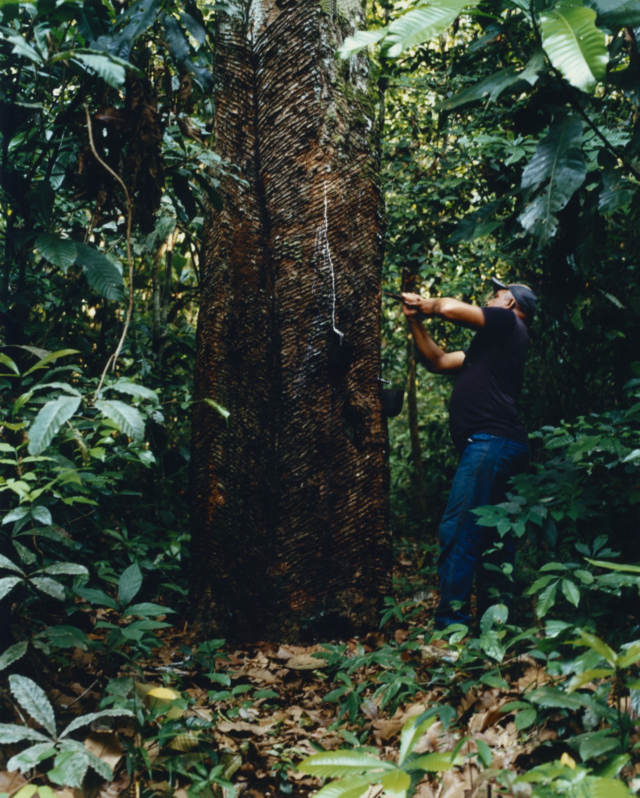 A rubber tapper cuts into a tree trunk in the Amazon.