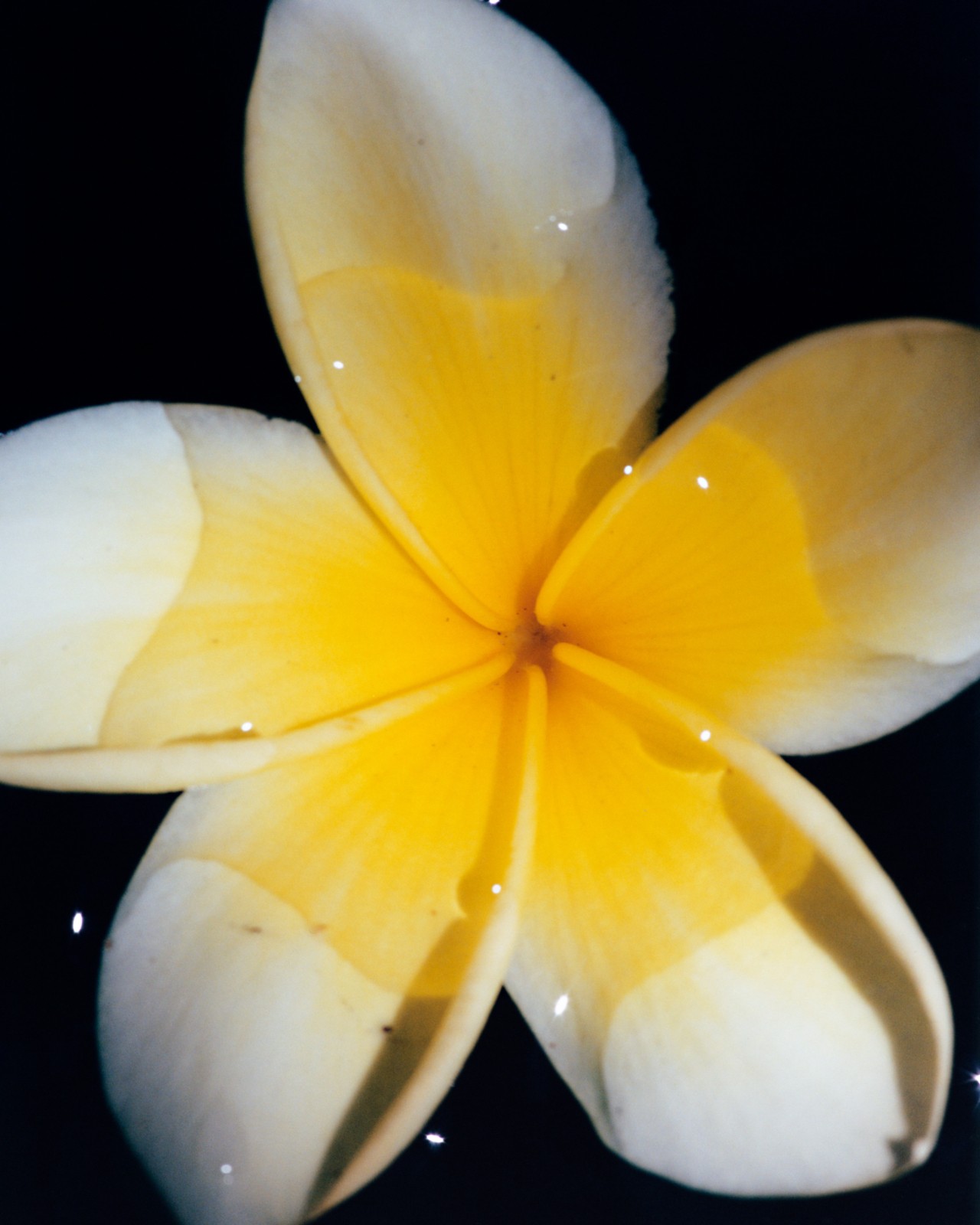 A white and yellow flower