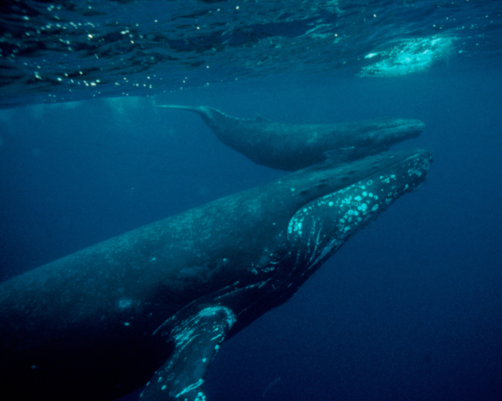 Two whales swim in the ocean.