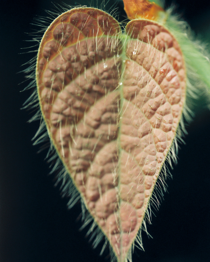 A brown leaf shaped as a heart.