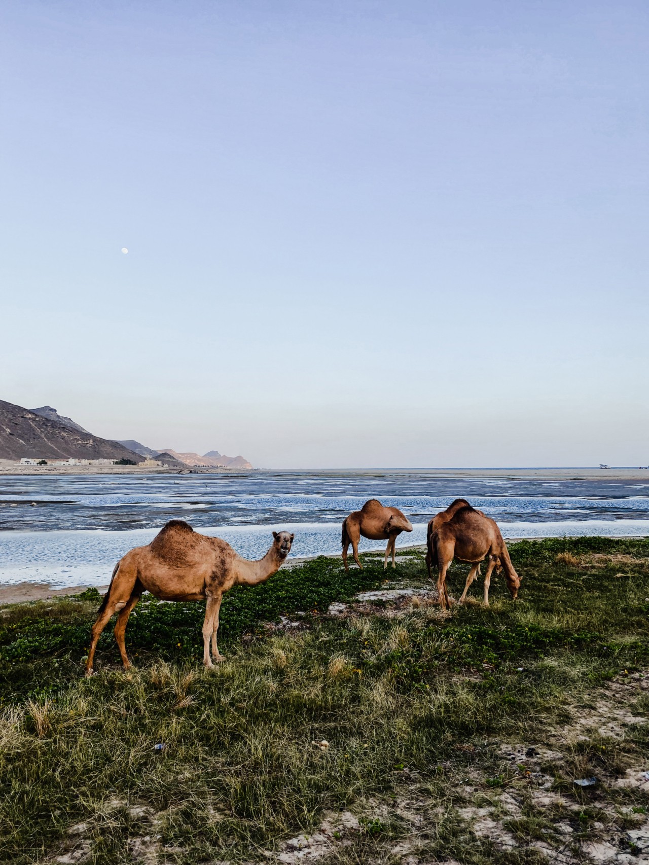 Camels graze along the coast in Oman.